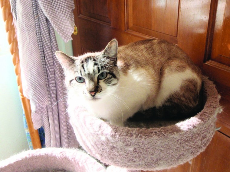 Pet of the Week: Little Buddy